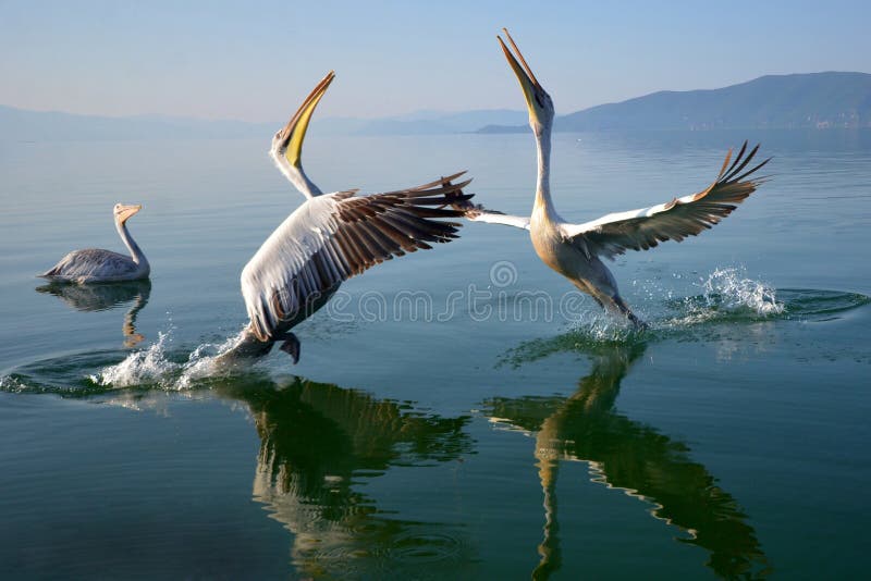 Pelicans stock photo Pelicans stock photo
