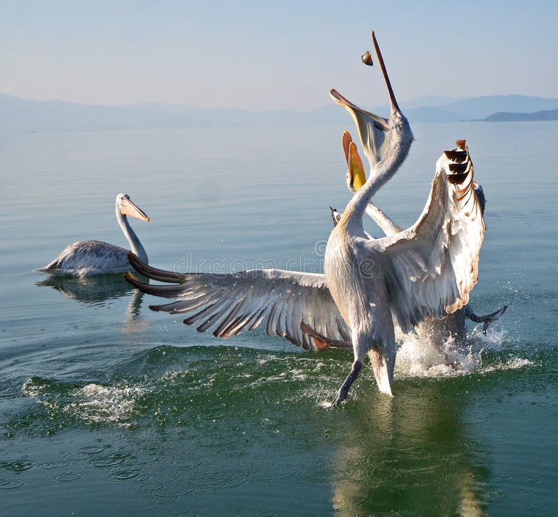 Pelicans