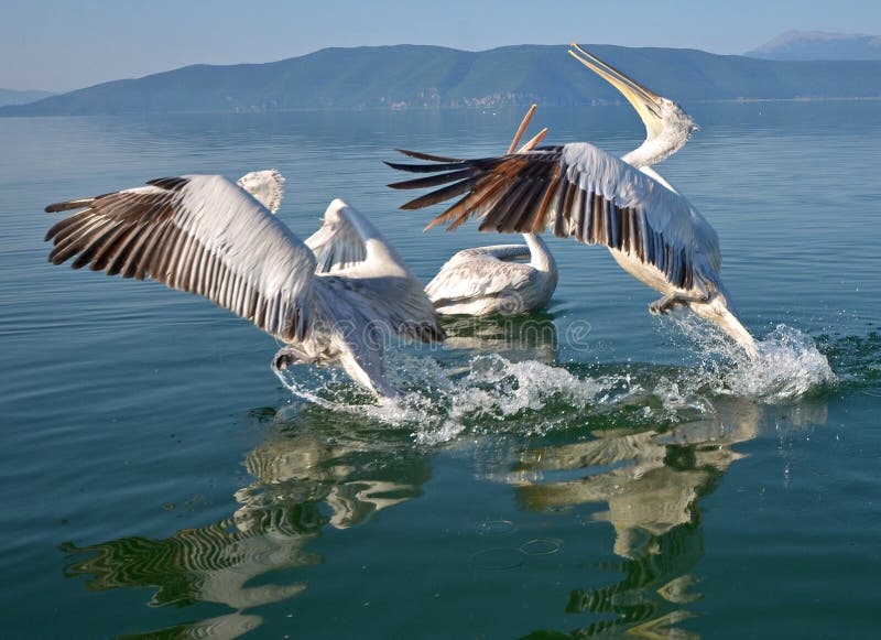 Pelicans