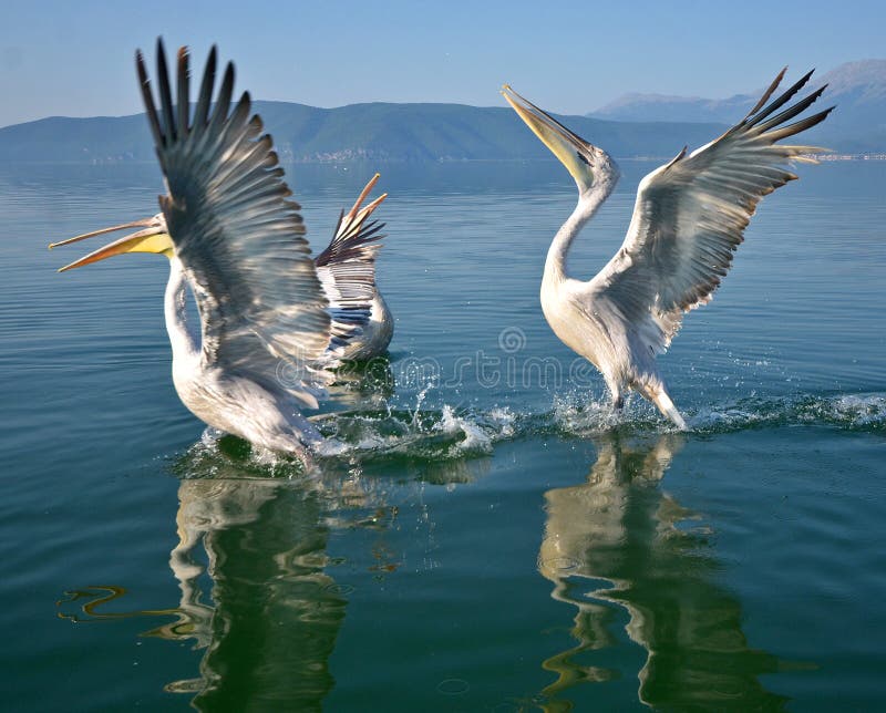 Pelicans