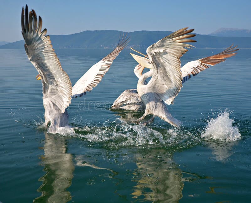 Pelicans