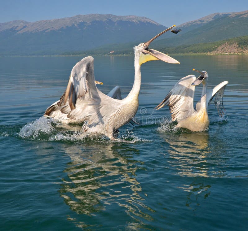 Pelicans