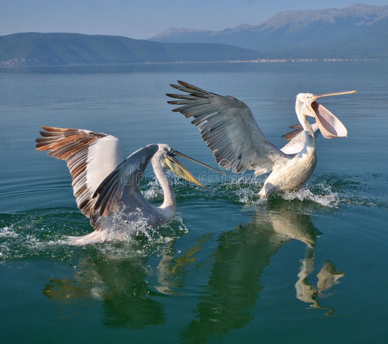 Pelicans