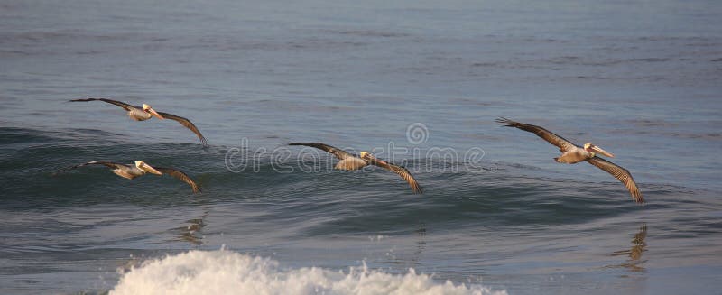 Pelicans glide over a calm blue ocean