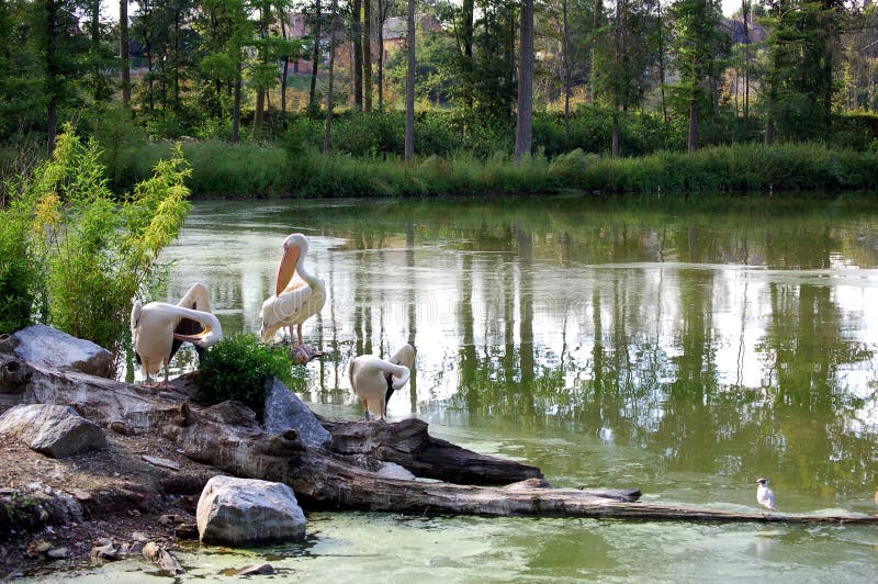 Pelicans in the lake