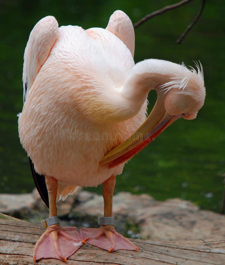 Pelicans are a large water birds.