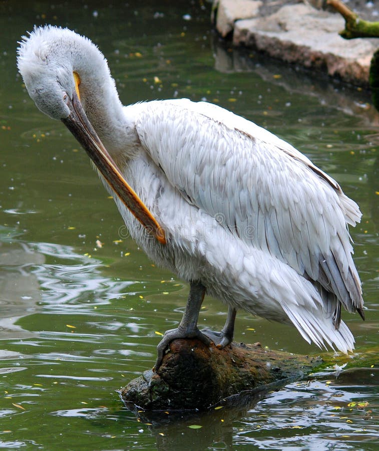 Pelicans are a large water birds.