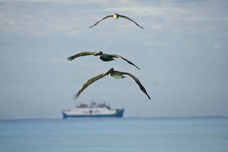 Pelicans looking for their pray