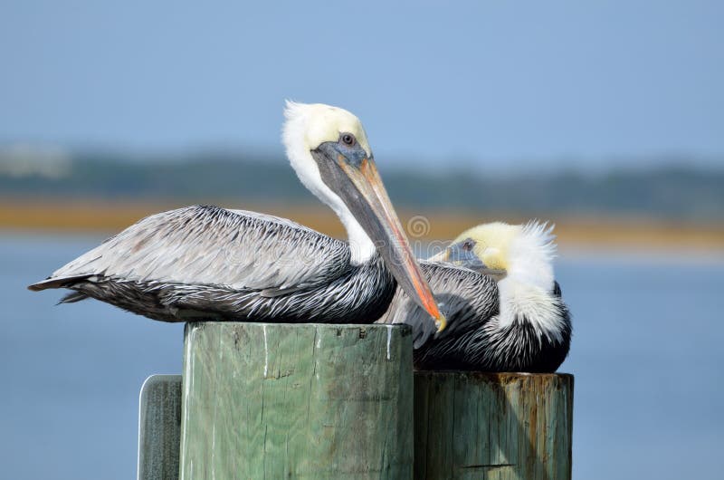 Pelicans On Pilings Stock Image. Image Of Pristine, Seabirds - 2563679