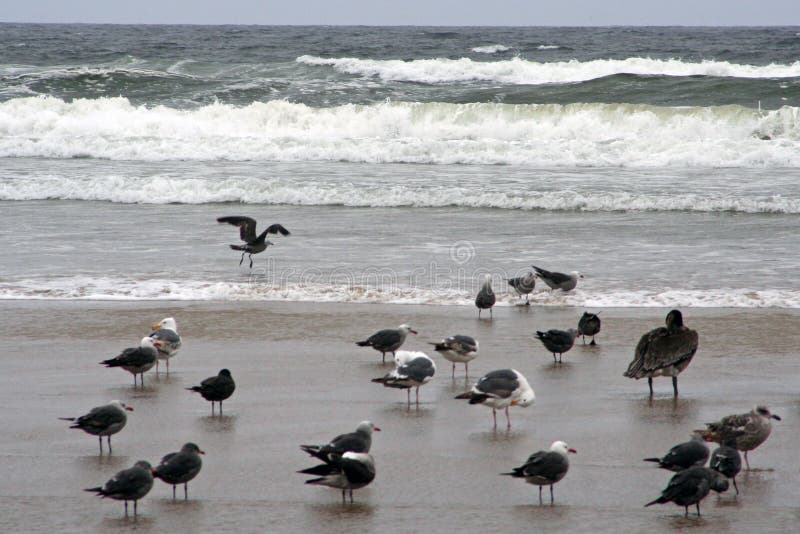 Pelicans at Pismo Beach, California