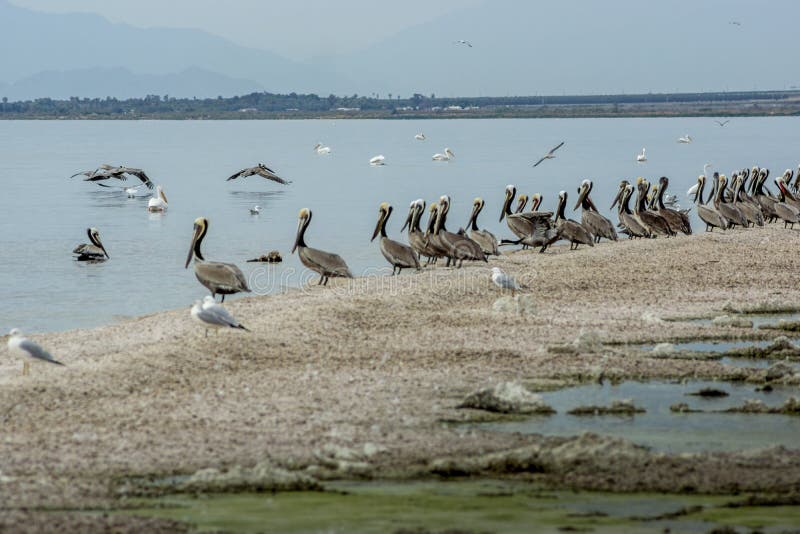Pelicans on Salton Sea Shore royalty free stock photography Pelicans on Salton Sea Shore royalty free stock photography