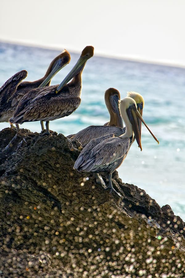 Pelicans sitting on a rock