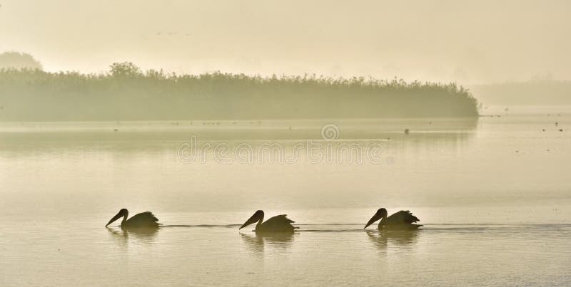 Pelicans swim across the water in the morning mist.