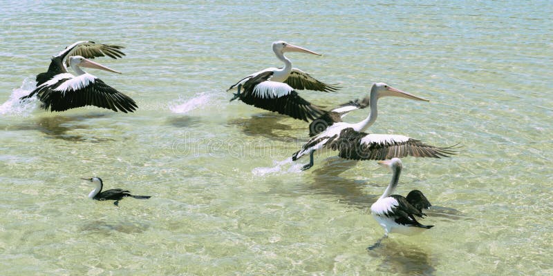 Pelicans swimming in the water