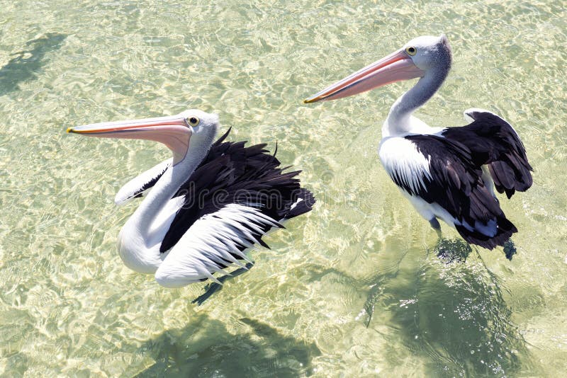 Pelicans swimming in the water