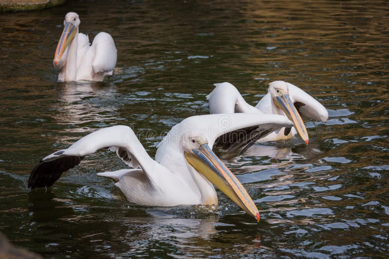 Pelicans in water stock photo. Image of feather, group 37884842