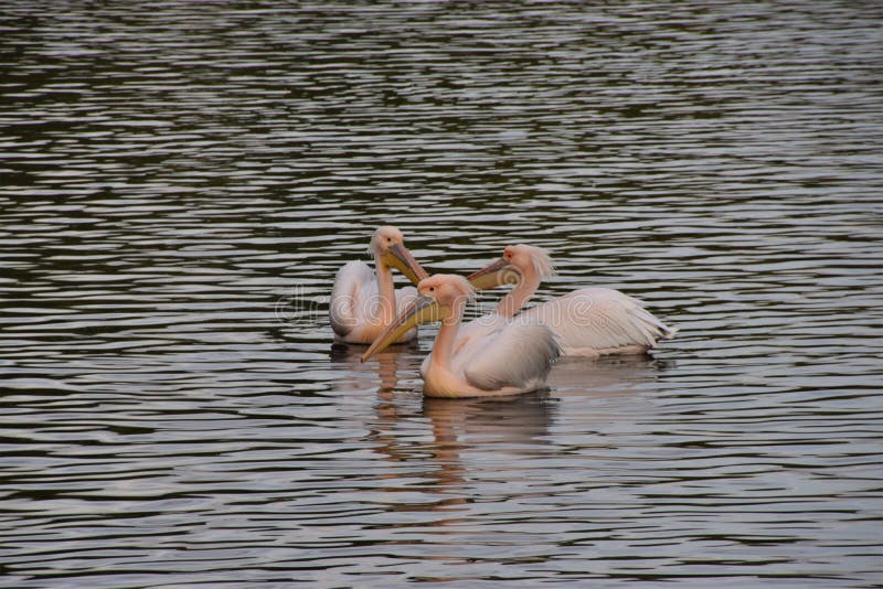 Pelicans στο St James`s Park lake, Λονδίνο στοκ εικόνες με δικαίωμα ελεύθερης χρήσης