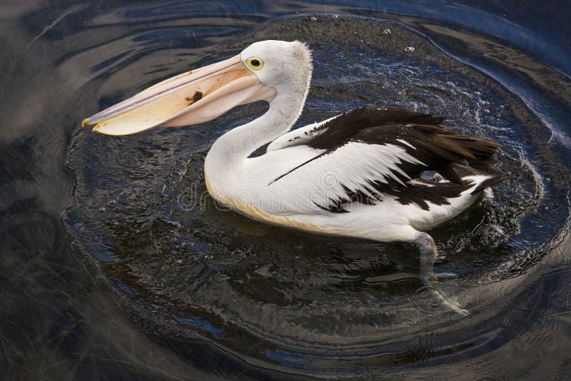 Australian Pelican with fish in gullet in Forster, Australia. Australian Pelican with fish in gullet in Forster, Australia