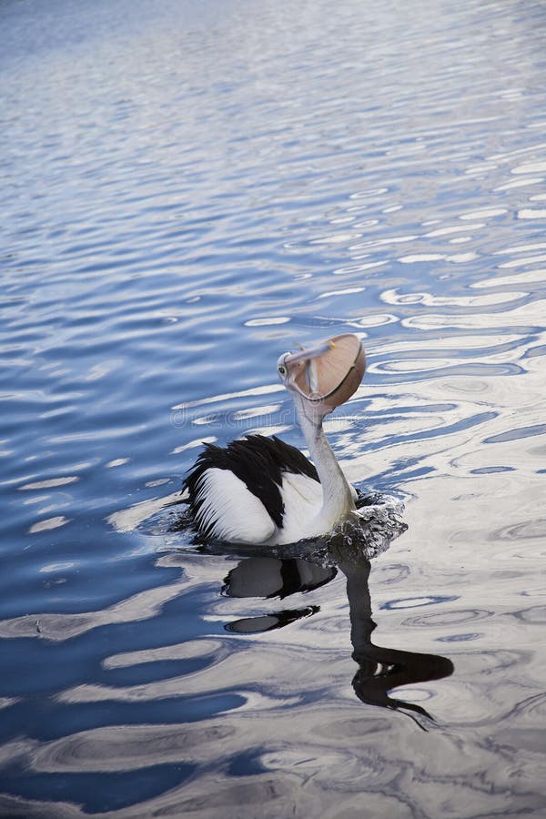 Australian Pelican opening gullet to catch fish, Forster, Australia. Australian Pelican opening gullet to catch fish, Forster, Australia