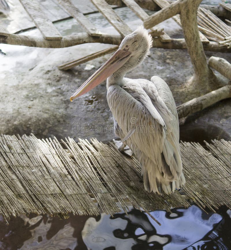 Pelikaan op de bamboebrug Dieren, het wild stock fotografie Pelikaan op de bamboebrug Dieren, het wild stock fotografie