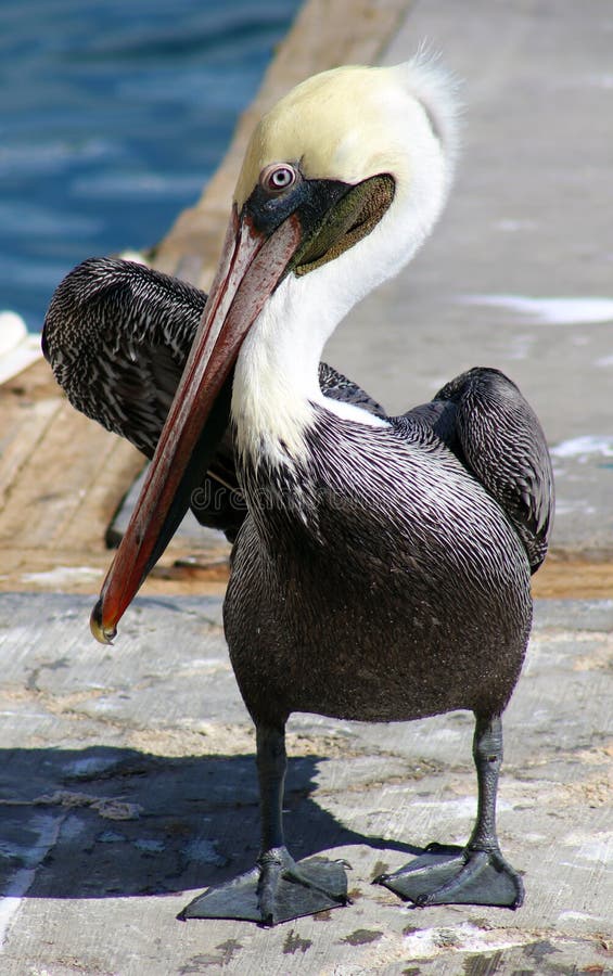 Pelikaan status die in Tropisch paradijs in Los Cabos Mexico vliegen royalty-vrije stock foto Pelikaan status die in Tropisch paradijs in Los Cabos Mexico vliegen royalty-vrije stock foto
