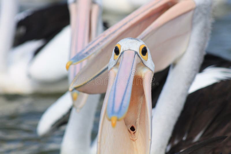 Close up of pelican's open mouth and gullet. Close up of pelican's open mouth and gullet