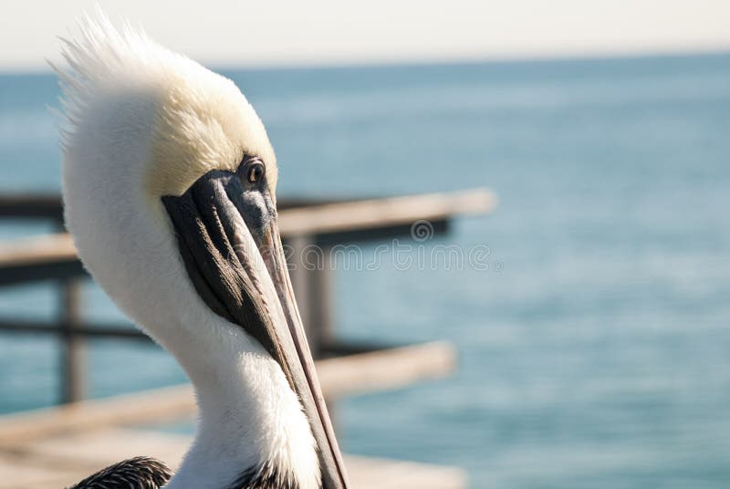 pelikan fotografering för bildbyråer pelikan fotografering för bildbyråer