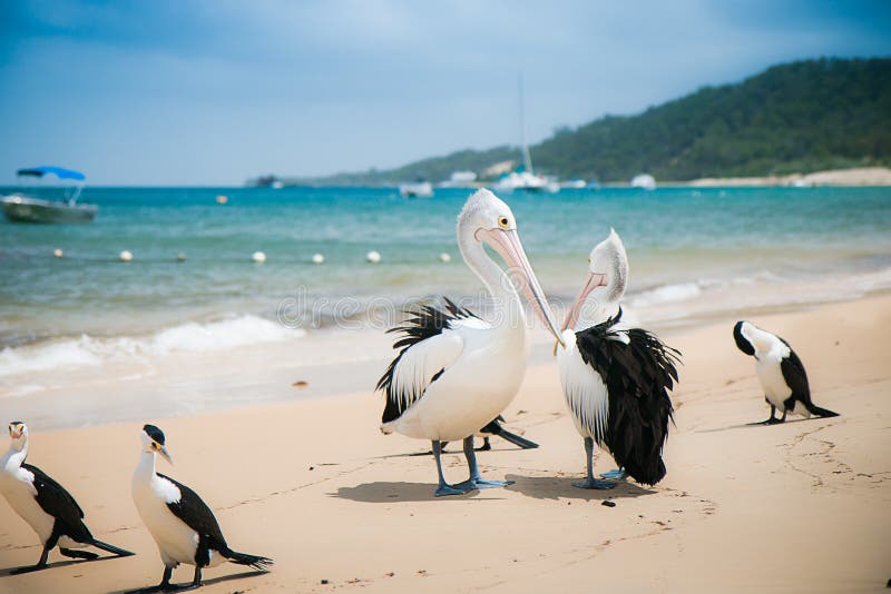 Pelikan auf dem Strand, Moreton Insel, Australien lizenzfreie stockfotografie Pelikan auf dem Strand, Moreton Insel, Australien lizenzfreie stockfotografie