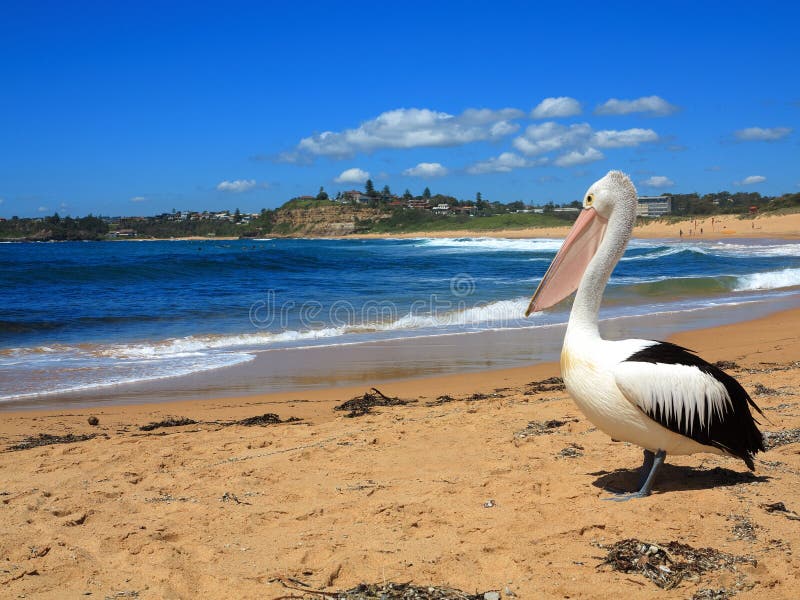 Pelikan an der Strandlandschaft