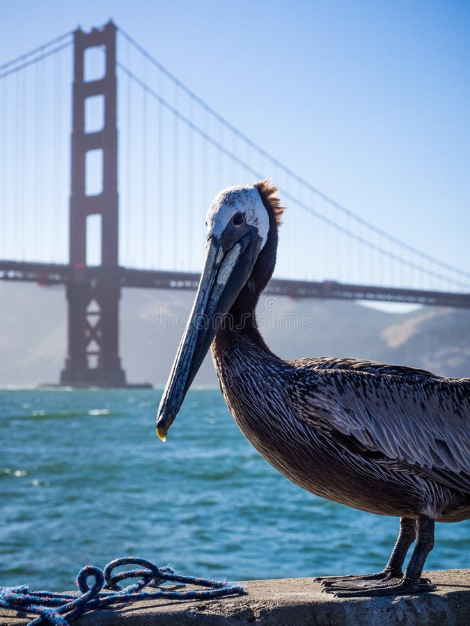 Pelikan pozuje z Golden Gate Bridge zdjęcia stock Pelikan pozuje z Golden Gate Bridge zdjęcia stock