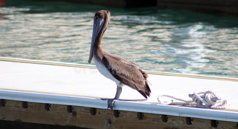 Pelikan som står över en vagga i tropiskt paradis för hav i Los Cabos Mexico royaltyfri foto Pelikan som står över en vagga i tropiskt paradis för hav i Los Cabos Mexico royaltyfri foto