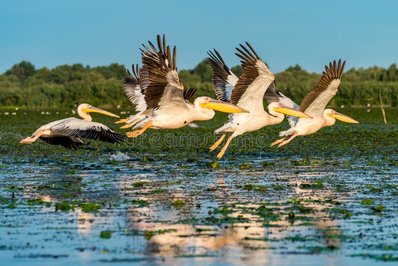 Pelikankoloni som flyger över vatten i Donaudeltan Rumänien på sunr arkivfoton Pelikankoloni som flyger över vatten i Donaudeltan Rumänien på sunr arkivfoton