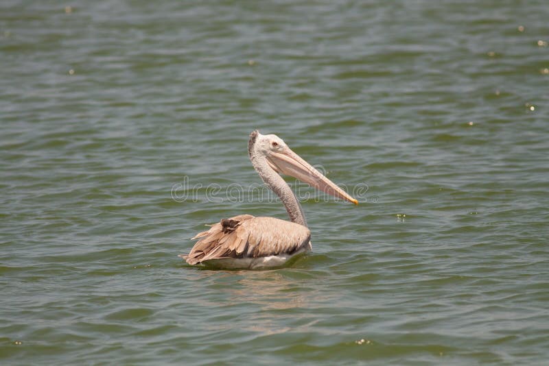 Pelikanschwimmen im Fluss stockbild Pelikanschwimmen im Fluss stockbild