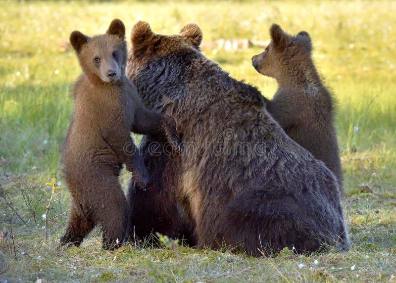 Pellame dei cuccioli di orso per un'orsa