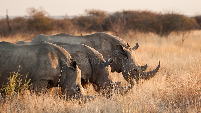 Pellame del rinoceronte bianco tre dietro erba - simum del Ceratotherium