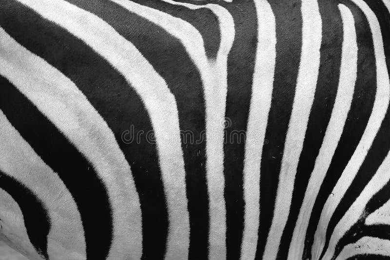 Pellame della zebra