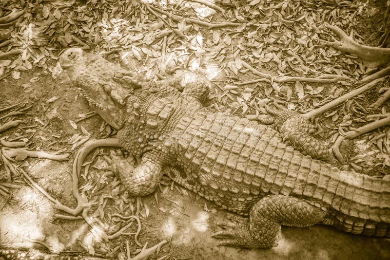 Pelle di Brown della parte posteriore d'acqua dolce del coccodrillo quella menzogne ancora sul fotografie stock Pelle di Brown della parte posteriore d'acqua dolce del coccodrillo quella menzogne ancora sul fotografie stock