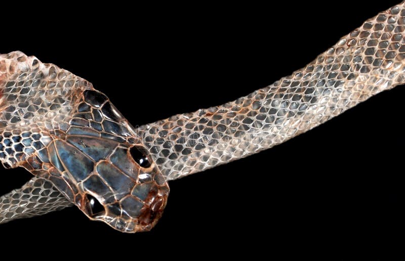 Pelle di serpente fotografia stock libera da diritti Pelle di serpente fotografia stock libera da diritti