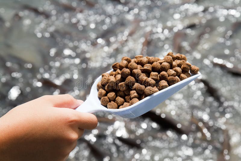 Pellet fish food. stock photo. Image of flog, food, dieting 39046752