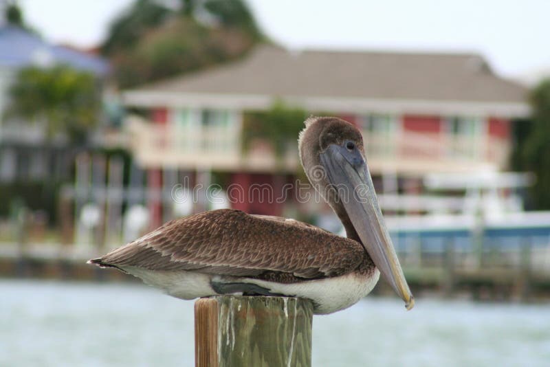 Pellicano di Brown, Florida, U.S.A. fotografia stock Pellicano di Brown, Florida, U.S.A. fotografia stock