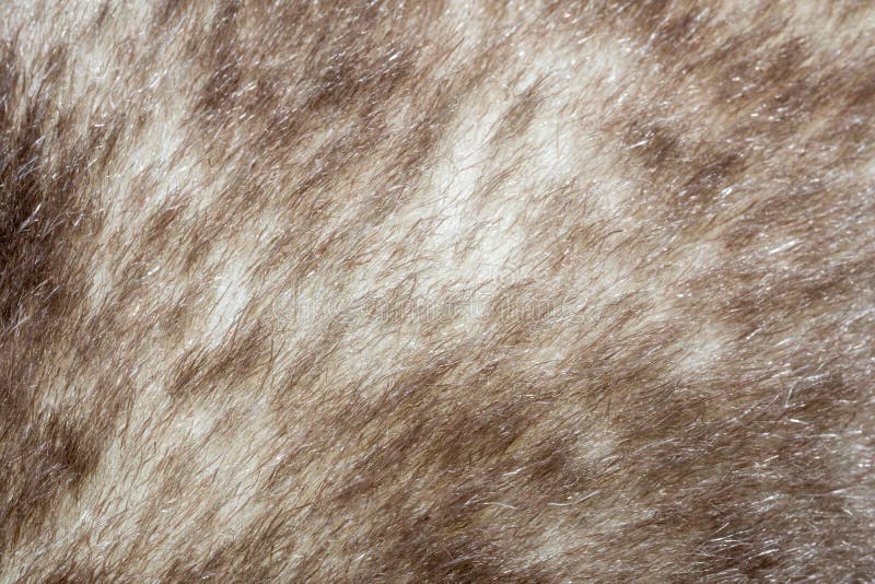 Pellicce di pelliccia di finto colore di un giocattolo molle marrone immagini stock libere da diritti Pellicce di pelliccia di finto colore di un giocattolo molle marrone immagini stock libere da diritti