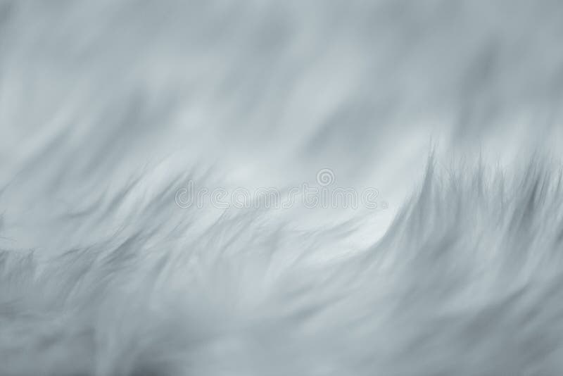 Pelliccia del primo piano morbidamente delicatamente calmo e sottile lisci fotografia stock Pelliccia del primo piano morbidamente delicatamente calmo e sottile lisci fotografia stock