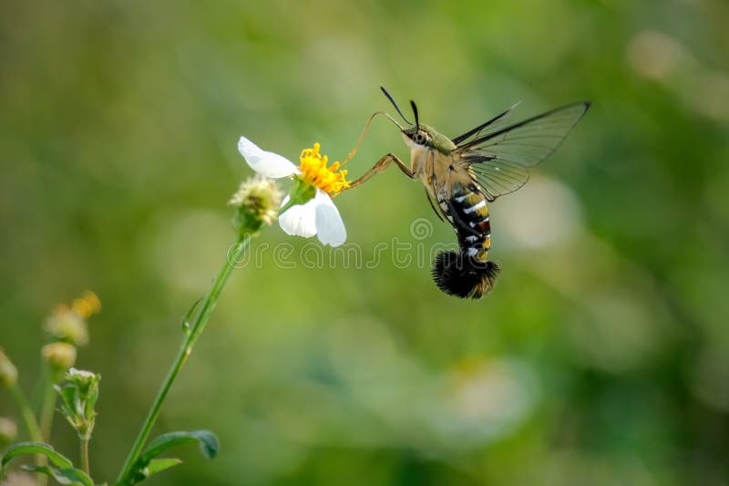 https://thumbs.dreamstime.com/b/pellucid-hawk-moth-cephonodes-hylas-family-sphingidae-other-names-coffee-bee-hovering-flower-283700827.jpg