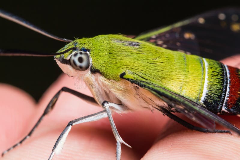 pellucid hawk moth looks like humming bird pellucid hawk moth looks like humming bird