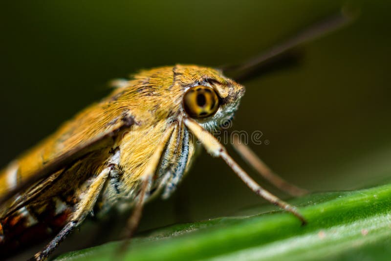 pellucid hawk moth 3