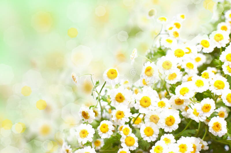 Pelouse de marguerite images stock Pelouse de marguerite images stock