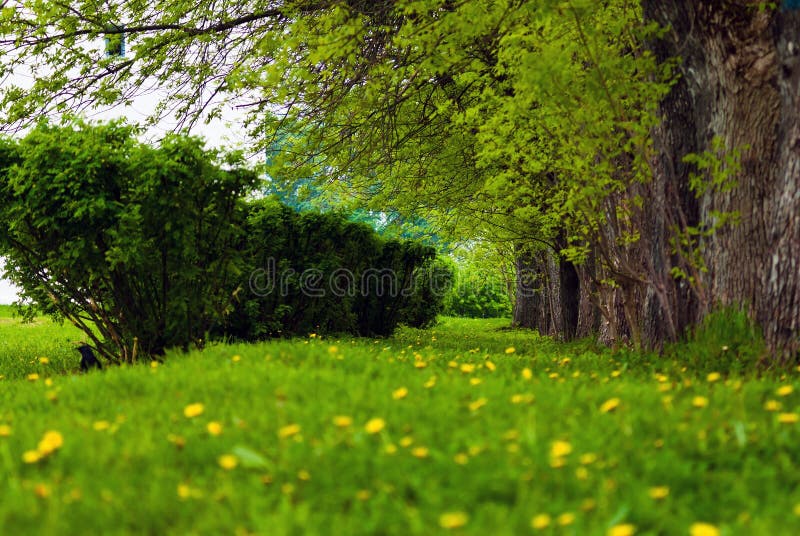 Pelouse en parc où les arbres et les buissons se développent Photo verte de ressort image stock Pelouse en parc où les arbres et les buissons se développent Photo verte de ressort image stock