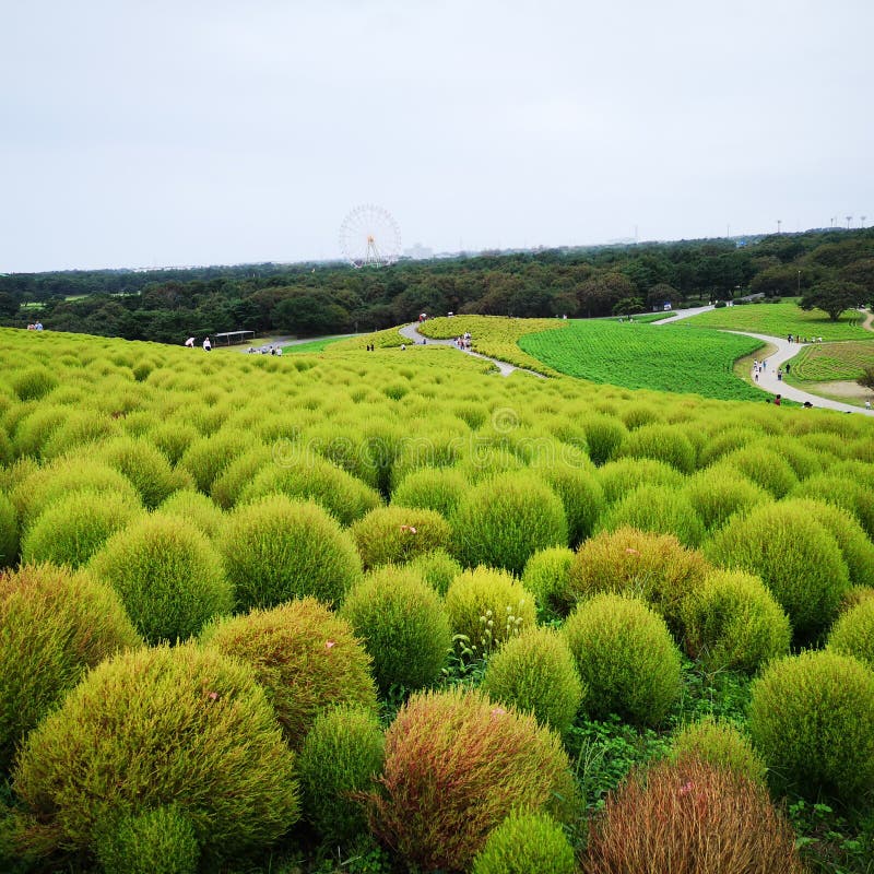 Pelouse ombragée par des boules dans le parc japonais image stock
