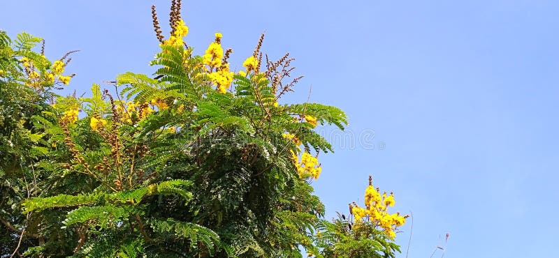 Peltophorum pterocarpum obraz stock