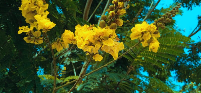 Peltophorum pterocarpum fotografia stock